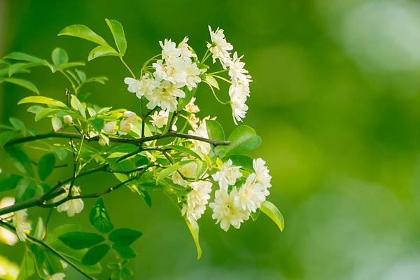 木香花与蔷薇花的区别，株型、花朵等均不同