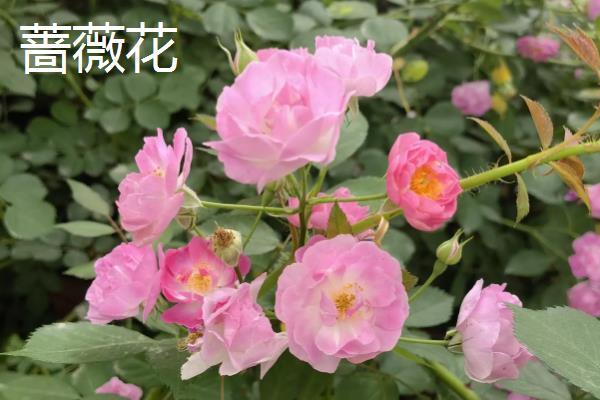木香花与蔷薇花的区别，株型、花朵等均不同