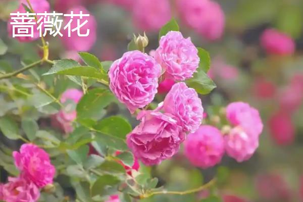 木香花与蔷薇花的区别，株型、花朵等均不同
