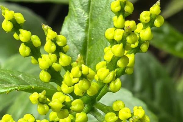 珠兰在温室内的施肥方法,花芽分化和生长花序期需肥量更大