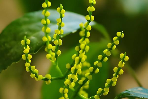 珠兰在温室内的施肥方法,花芽分化和生长花序期需肥量更大