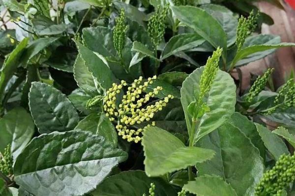 珠兰在温室内的施肥方法,花芽分化和生长花序期需肥量更大
