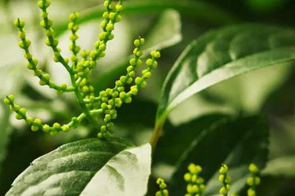 珠兰在温室内的施肥方法,花芽分化和生长花序期需肥量更大