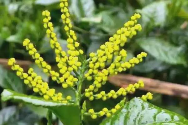 珠兰在温室内的施肥方法,花芽分化和生长花序期需肥量更大