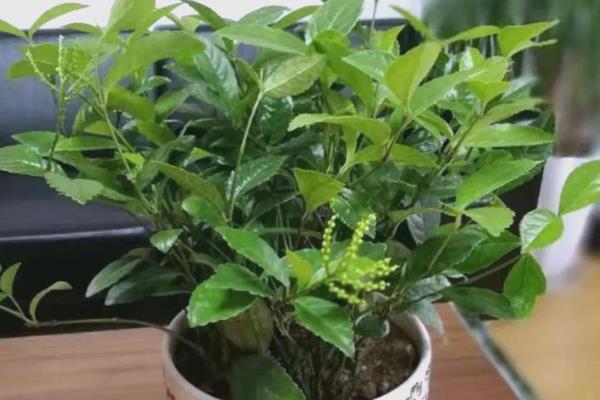 珠兰在温室内的施肥方法,花芽分化和生长花序期需肥量更大