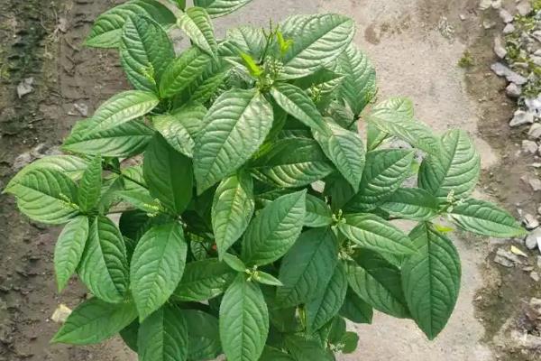 珠兰在温室内的施肥方法,花芽分化和生长花序期需肥量更大