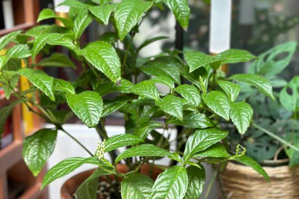 珠兰在温室内的施肥方法,花芽分化和生长花序期需肥量更大