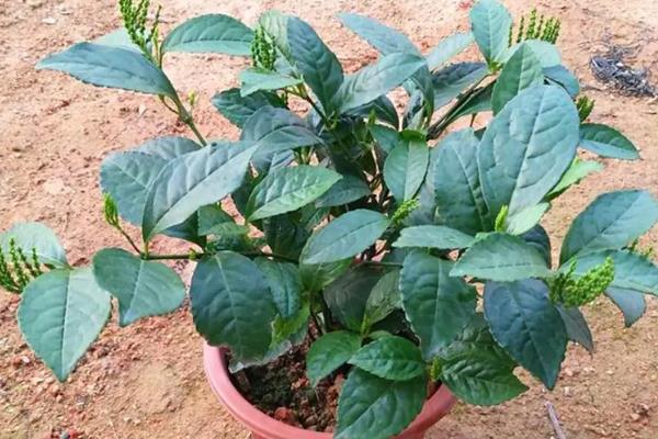 珠兰在温室内的施肥方法,花芽分化和生长花序期需肥量更大