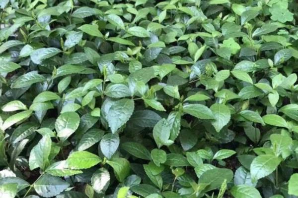 珠兰在温室内的施肥方法,花芽分化和生长花序期需肥量更大
