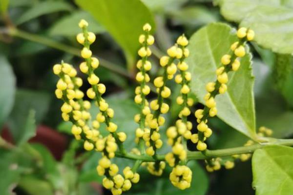 珠兰在温室内的施肥方法,花芽分化和生长花序期需肥量更大