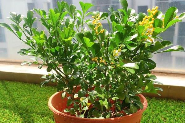 珠兰在温室内的施肥方法,花芽分化和生长花序期需肥量更大