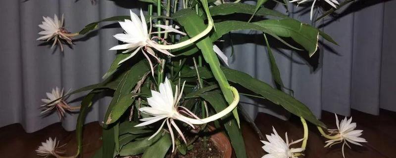 昙花的开放时间，花期集中在6-10月份
