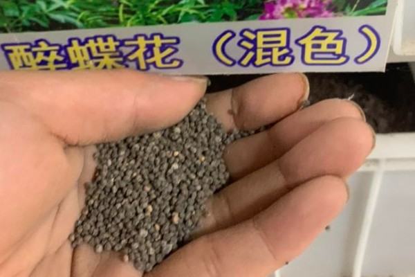 醉蝶花如何育苗,要选择健康饱满的种子