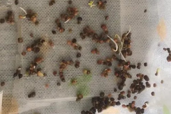 醉蝶花如何育苗,要选择健康饱满的种子