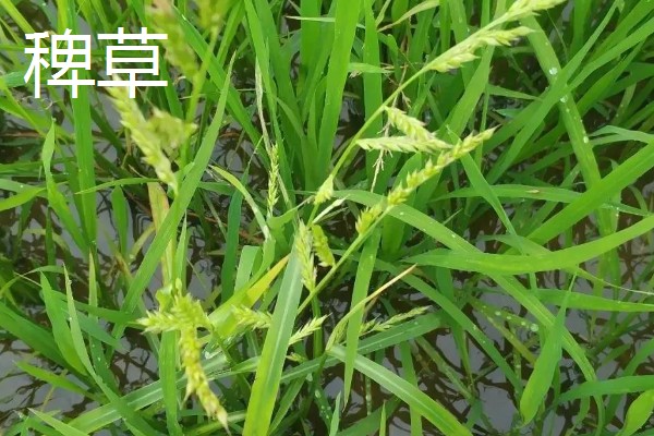 水稻与稗草的区别,品种和叶片均不同