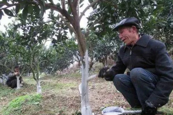 橘子树冬天施哪种肥，施加以腐熟有机肥为主的肥料