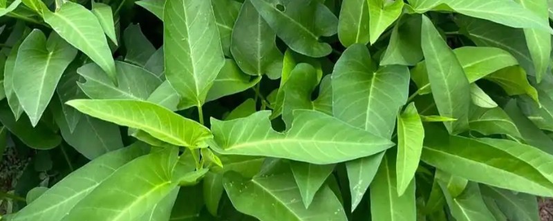 空心菜如何种植，要每采摘1次就要追肥1次