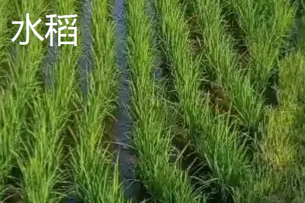 水稻与稗草的区别,品种和叶片均不同
