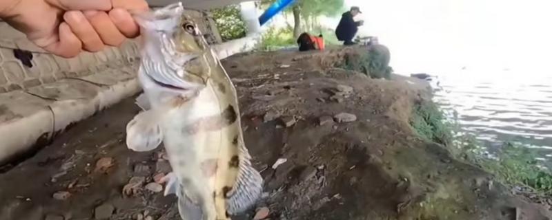 钓鳜鱼的最佳气温，在18-28℃之间