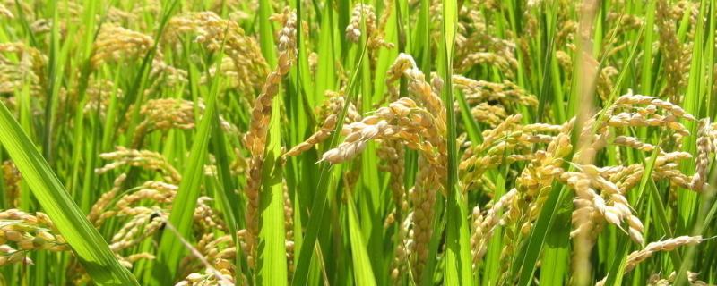 Q香优552水稻种子特征特性，一般3月上旬至4月上旬播种