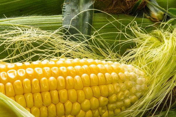 前锋2号玉米种子特征特性，中抗灰斑病