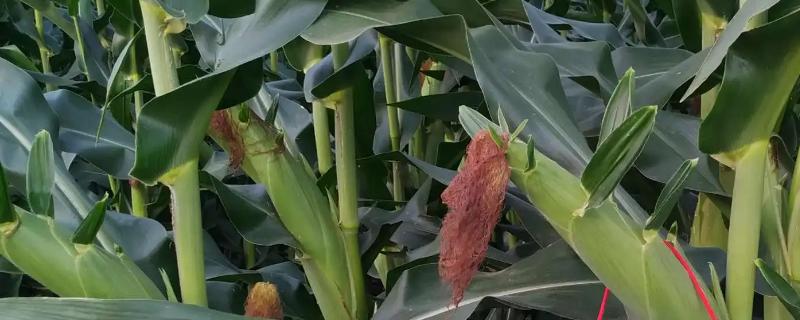 DF226玉米品种的特性，中抗大斑病