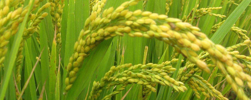 新香粳2号水稻品种的特性，全生育期154.8天