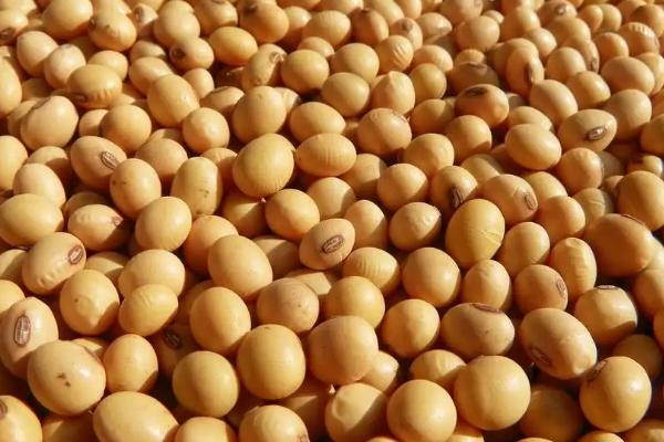 冀研豆3号大豆种子介绍,适宜播期6月中下旬