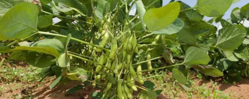 冀研豆3号大豆种子介绍，适宜播期6月中下旬