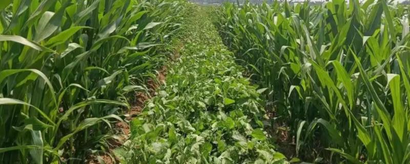 富民339玉米种子特征特性，适宜播种期4月下旬至5月中旬