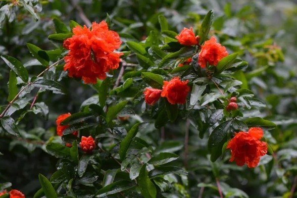 石榴花的开放时间,5-7月开放