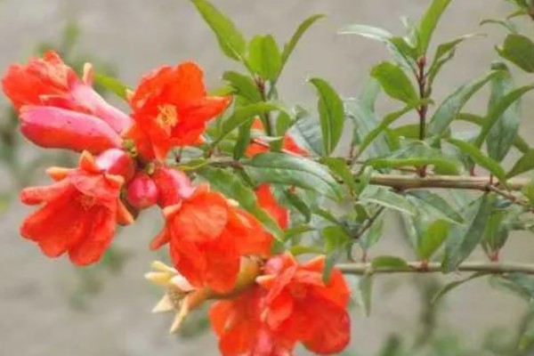 石榴花的开放时间,5-7月开放