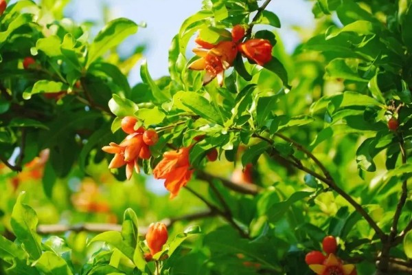 石榴花的开放时间,5-7月开放