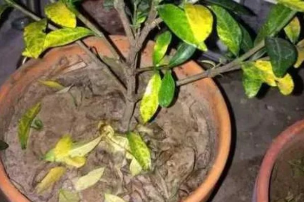 石榴花的开放时间,5-7月开放