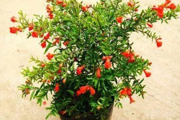 石榴花的开放时间,5-7月开放