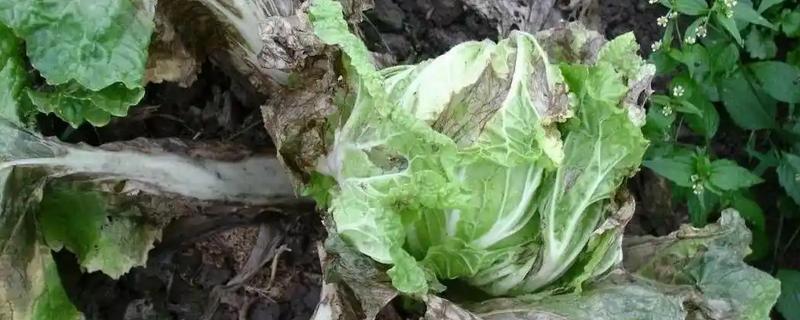 白菜有哪些病害，有猝倒病、根肿病等