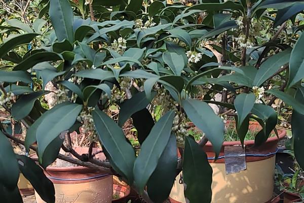 桂花移栽后叶子枯萎的原因，植株还没有完全适应新的环境