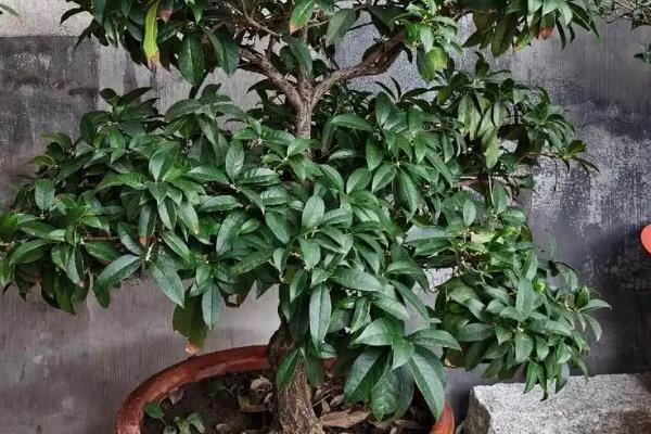 桂花移栽后叶子枯萎的原因，植株还没有完全适应新的环境