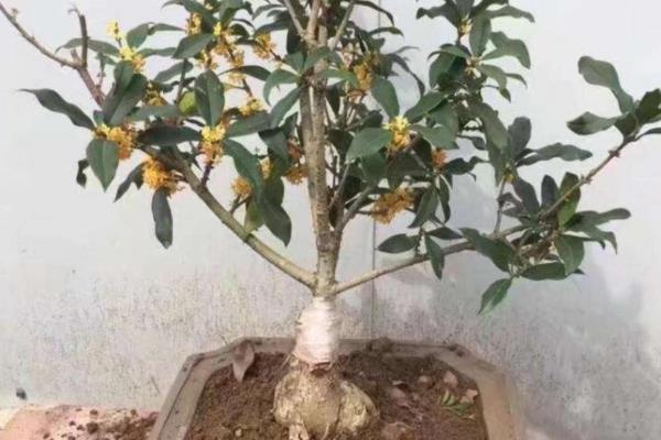桂花移栽后叶子枯萎的原因，植株还没有完全适应新的环境