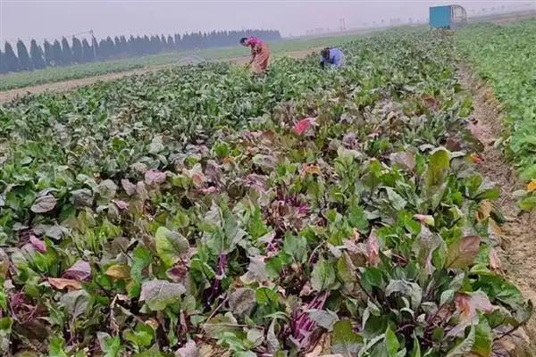 怎么摘菜苔,可直接用手掐断