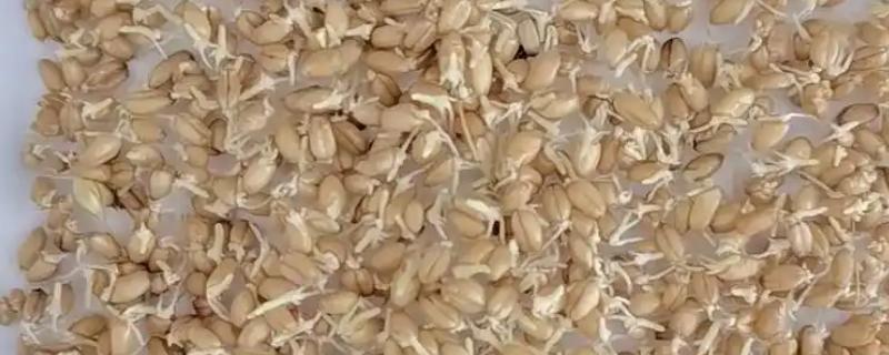 小麦发芽率测试技巧，可采用砖块测定法