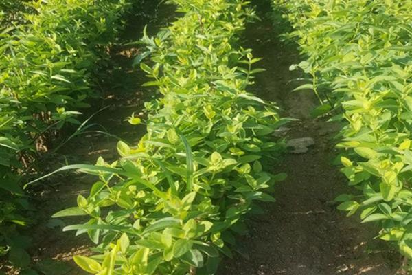 金银花树的种植方法，种子出现30%左右裂口时播种
