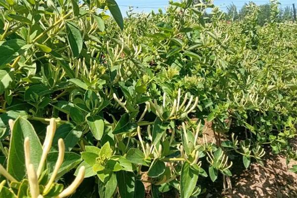 金银花树的种植方法，种子出现30%左右裂口时播种
