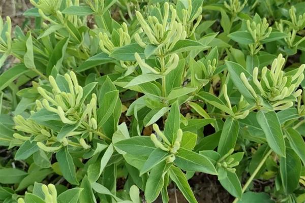金银花树的种植方法，种子出现30%左右裂口时播种