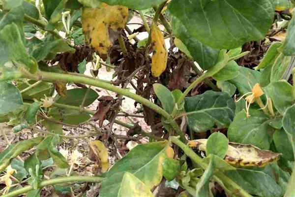 金银花树的种植方法，种子出现30%左右裂口时播种