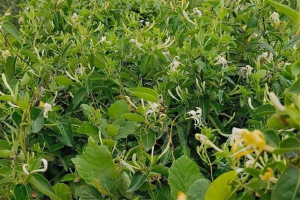 金银花树的种植方法，种子出现30%左右裂口时播种