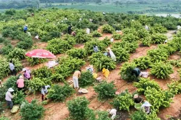 金银花树的种植方法，种子出现30%左右裂口时播种