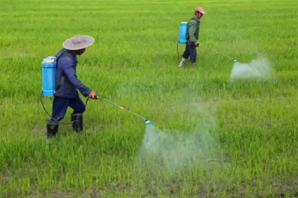 盖草能打几天可见效,施用2天后就可以见效