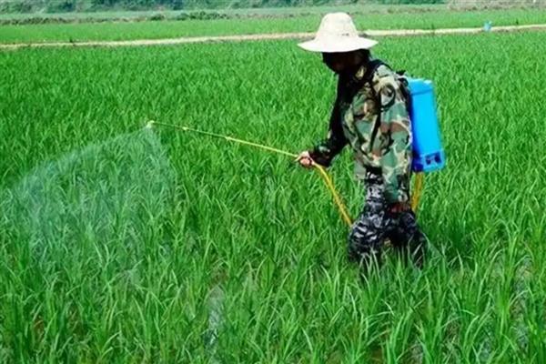 盖草能打几天可见效,施用2天后就可以见效