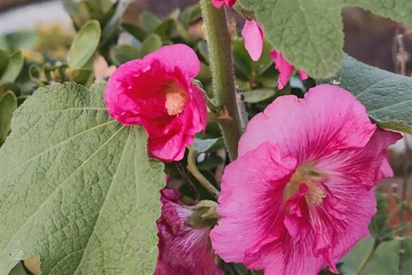 花蕊是花的什么部位，由雄蕊和雌蕊构成